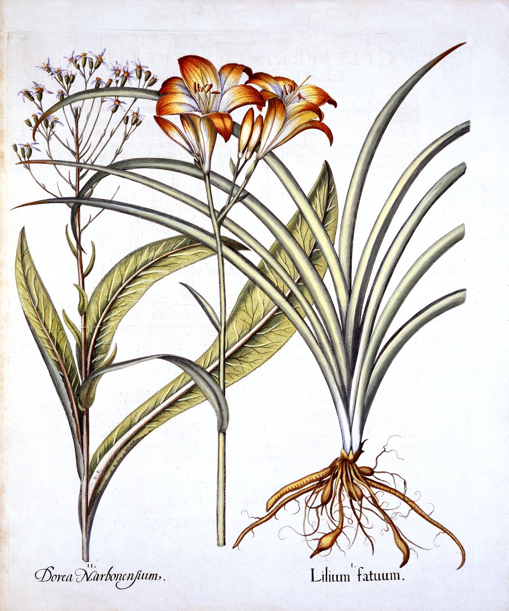 Red-Yellow Day Lily and Groundsel, fra Hortus Eystettensis, af Basil Besler (1561-1629), pub. 1613 (håndfarvet gravering) af German School