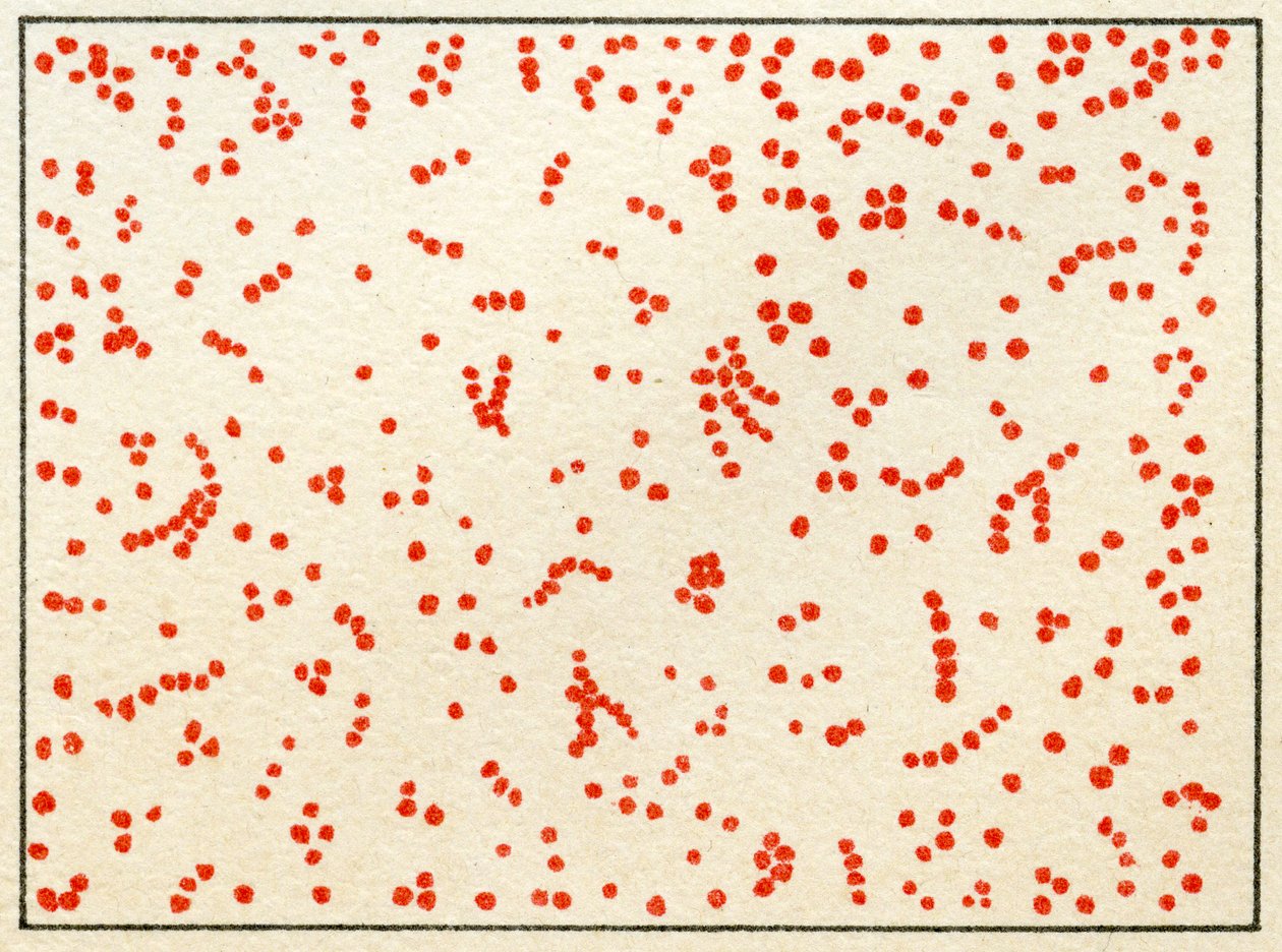 Prøve af Micrococcus Bacteria c.1890 (farvekromolitografi) af German School
