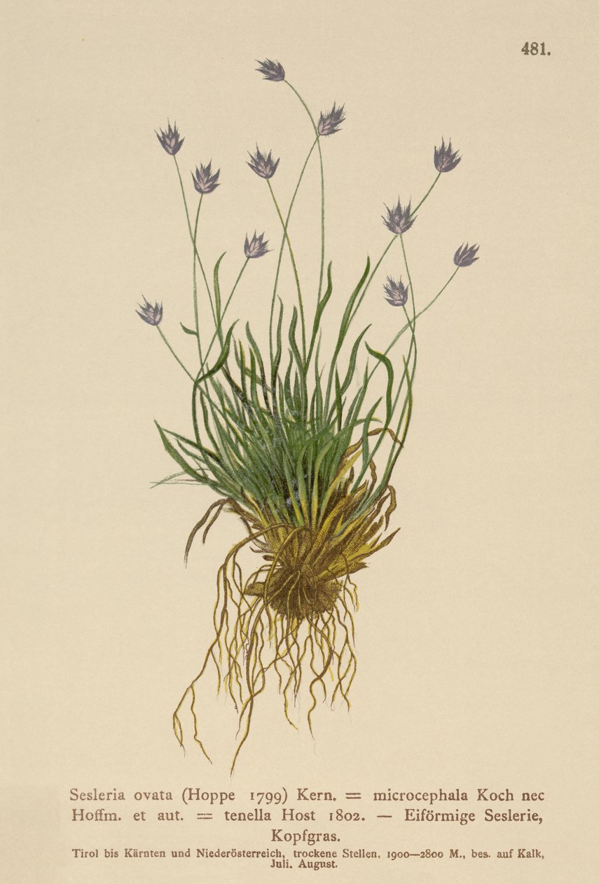 Sesleria (Sesleria ovata, Sesleria microcephala, Sesleria tenella, Psilathera ovata) af German School