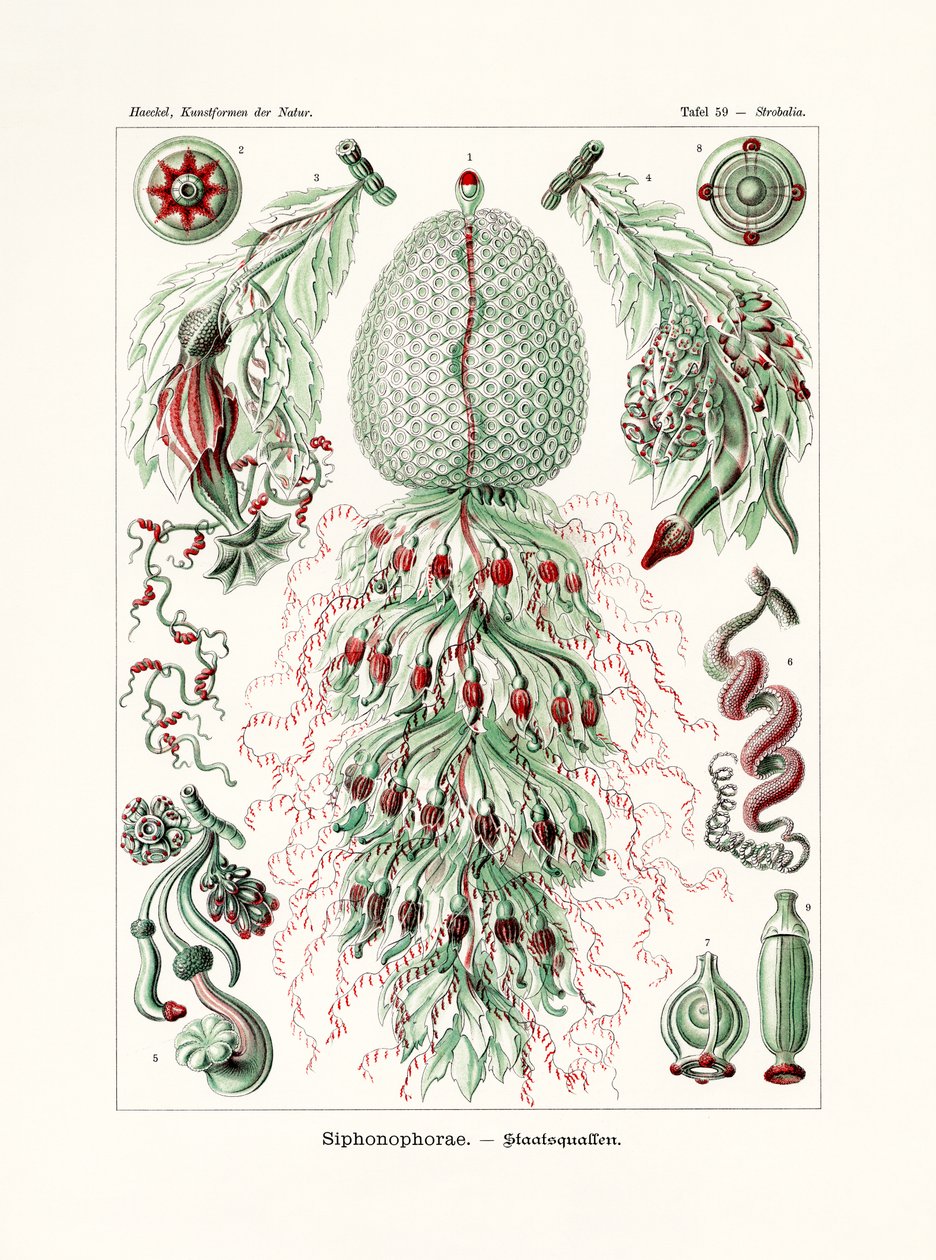 Siphonophorae, 1899-1904 af German School