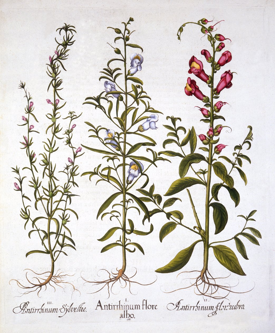Snapdragons or Antirrhinums, fra Hortus Eystettensis, af Basil Besler (1561-1629), pub. 1613 (håndfarvet gravering) af German School