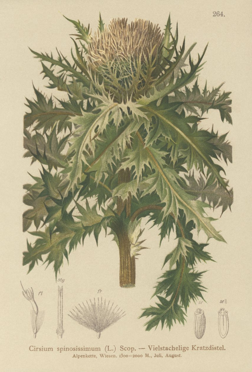 Spiniest tidsel (Cirsium spinosissimum) af German School