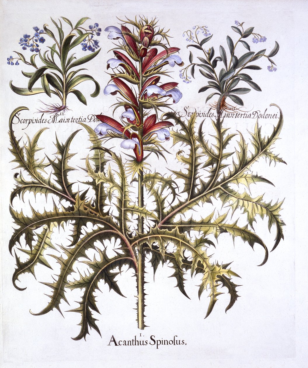 Spiny Bears Breech and Forget-Me-Nots, fra Hortus Eystettensis, af Basil Besler (1561-1629), pub. 1613 (håndfarvet gravering) af German School