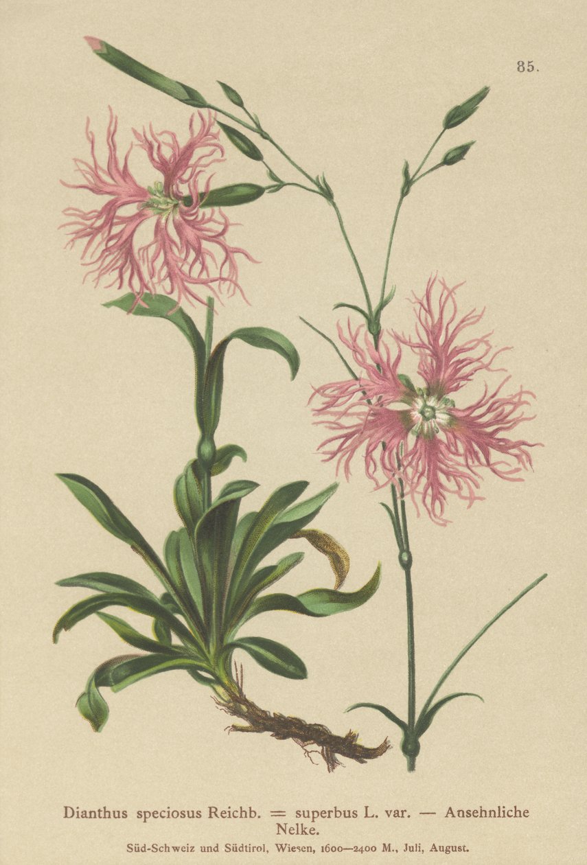 Superb Pink (Dianthus speciosus, Dianthus superbus) af German School