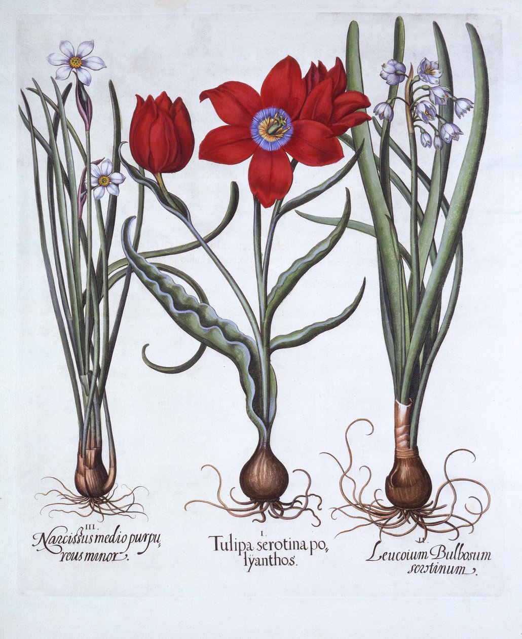 Tulipan, Spring Snowflake og Narcissus, fra Hortus Eystettensis, af Basil Besler (1561-1629), pub. 1613 (håndkoloreret gravering) af German School