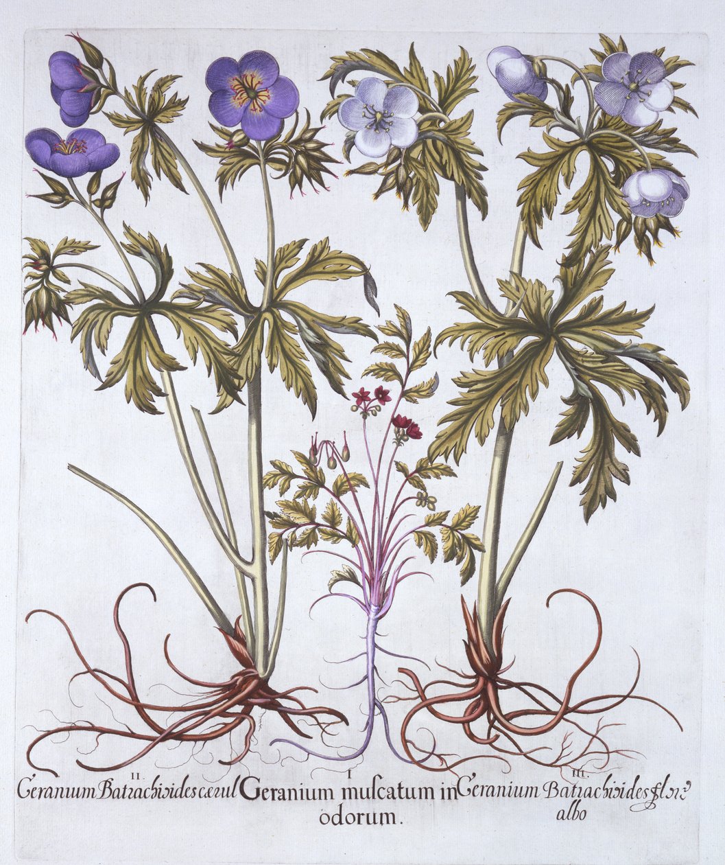 Variationer af geranium, fra Hortus Eystettensis, af Basil Besler (1561-1629), pub. 1613 (håndfarvet gravering) af German School