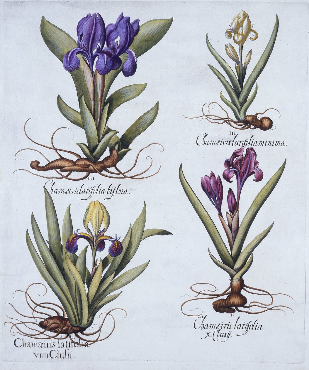 Broget dværgskæg-iris, lilla dværgskæg-iris, cremefarvet dværgskæg-iris, blå dværgskæg-iris, fra Hortus Eystettensis, af Basil Besler (1561-1629), pub. 1613 (håndkoloreret eng af German School