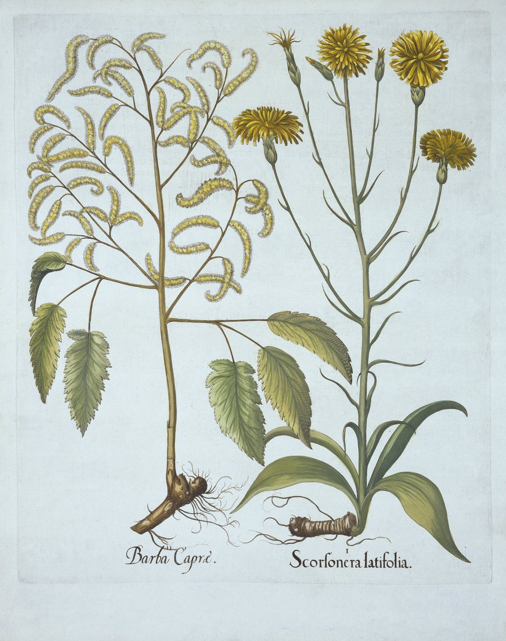 Vipers Grass and Goats Beard, fra Hortus Eystettensis, af Basil Besler (1561-1629), pub. 1613 (håndkoloreret gravering) af German School