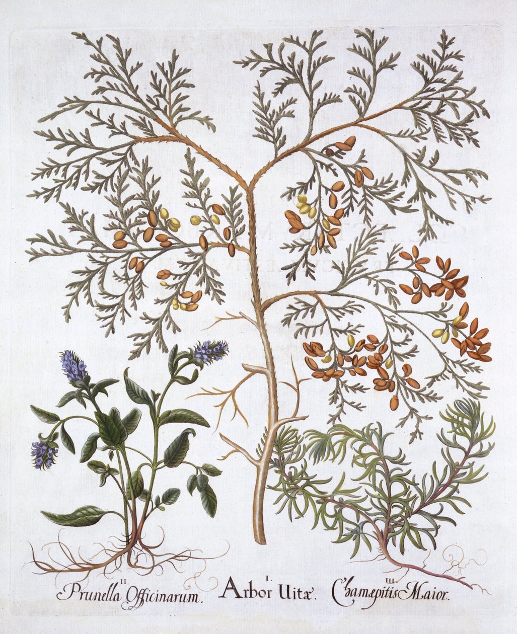 White Cedar, A Self-Heal and Yellow Bugle, fra Hortus Eystettensis, af Basil Besler (1561-1629), pub. 1613 (håndfarvet gravering) af German School
