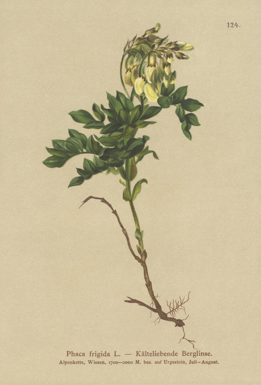 Gul alpe-mælkeklokke (Phaca frigida, Astragalus frigidus, Phaca ochreata, Tragacantha frigida) af German School