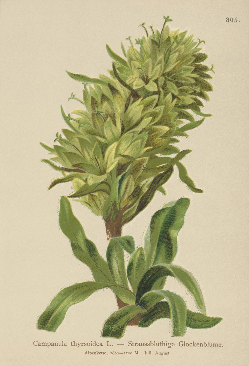 Gul klokkeblomst (Campanula thyrsoidea, Campanula thyrsoides, Campanula macrorhiza) af German School