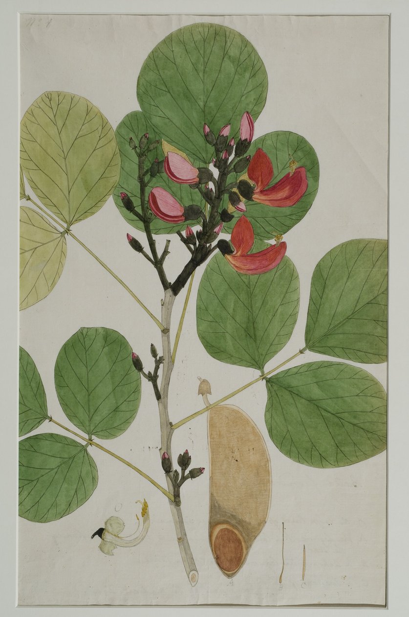 Butea monosperma (Lam.), også kaldet Skovens flamme, 1787 (wc på papir) af Indian School
