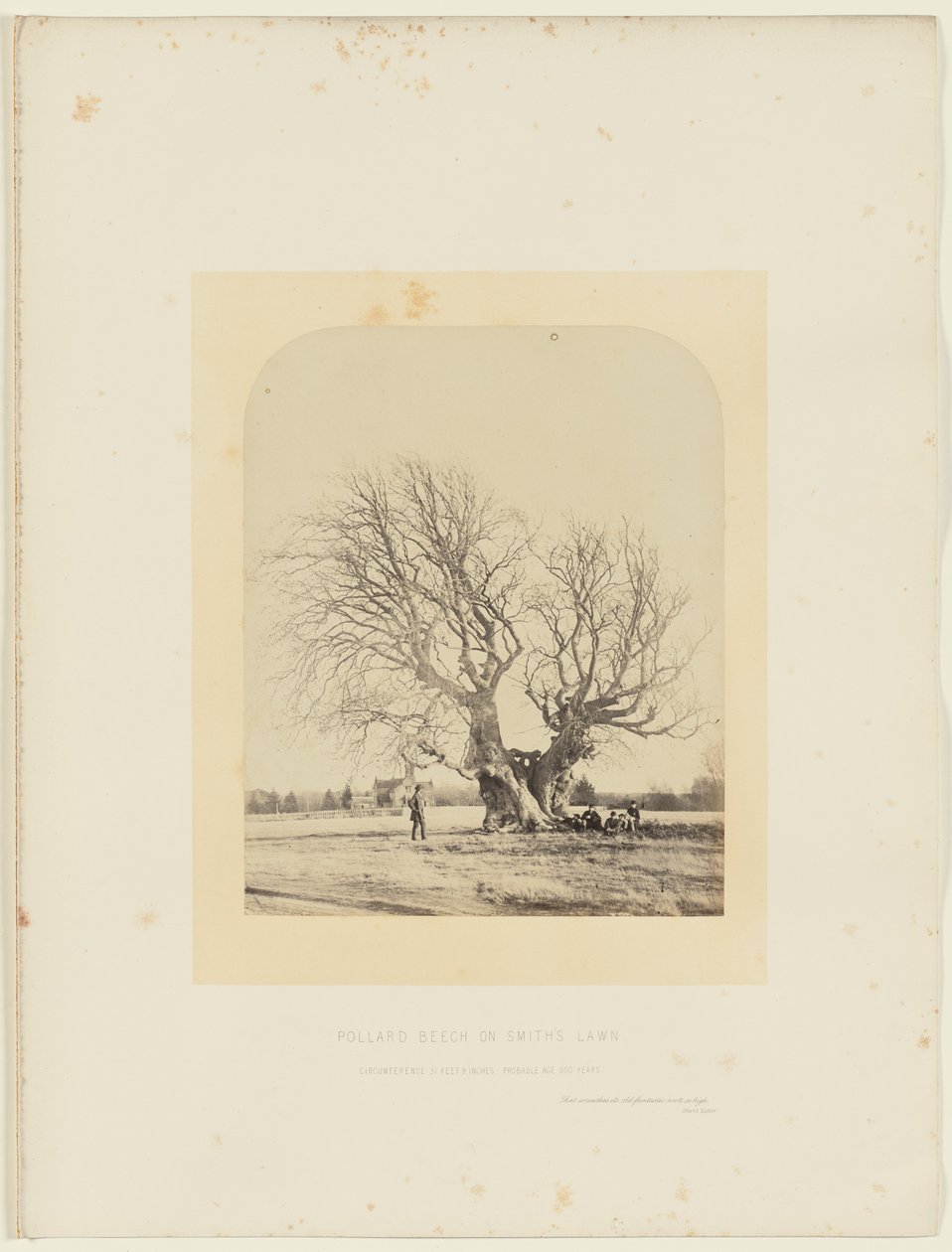 Pollard-bøg på Smiths græsplæne af 14th Earl of Caithness James Sinclair