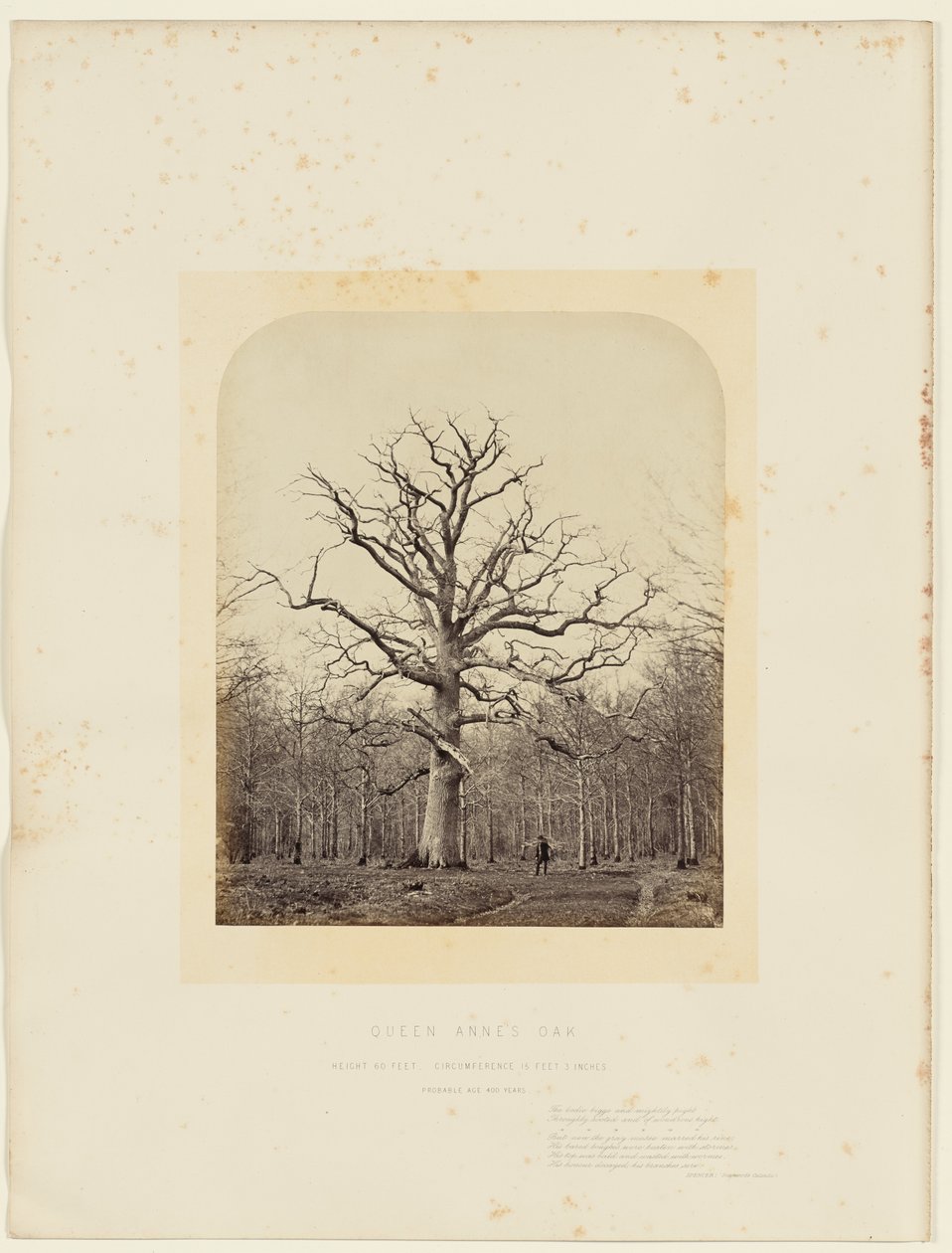 Dronning Annes Eg af 14th Earl of Caithness James Sinclair