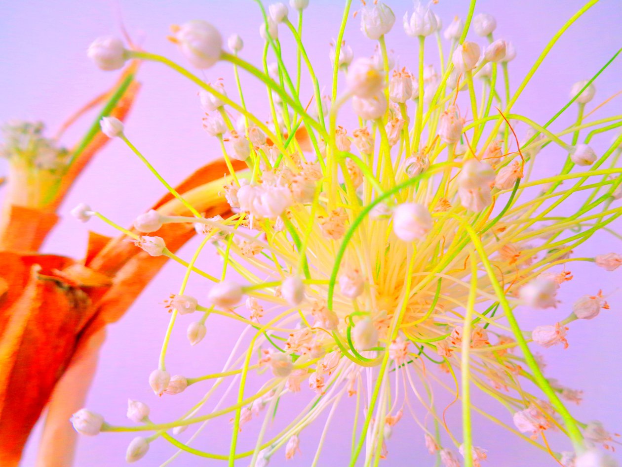 Løgblomst Køkkenblomst af Martina Konitzky