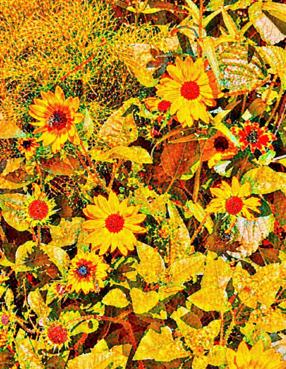 Solsikker til Van Gogh. af Margareta Uliarte