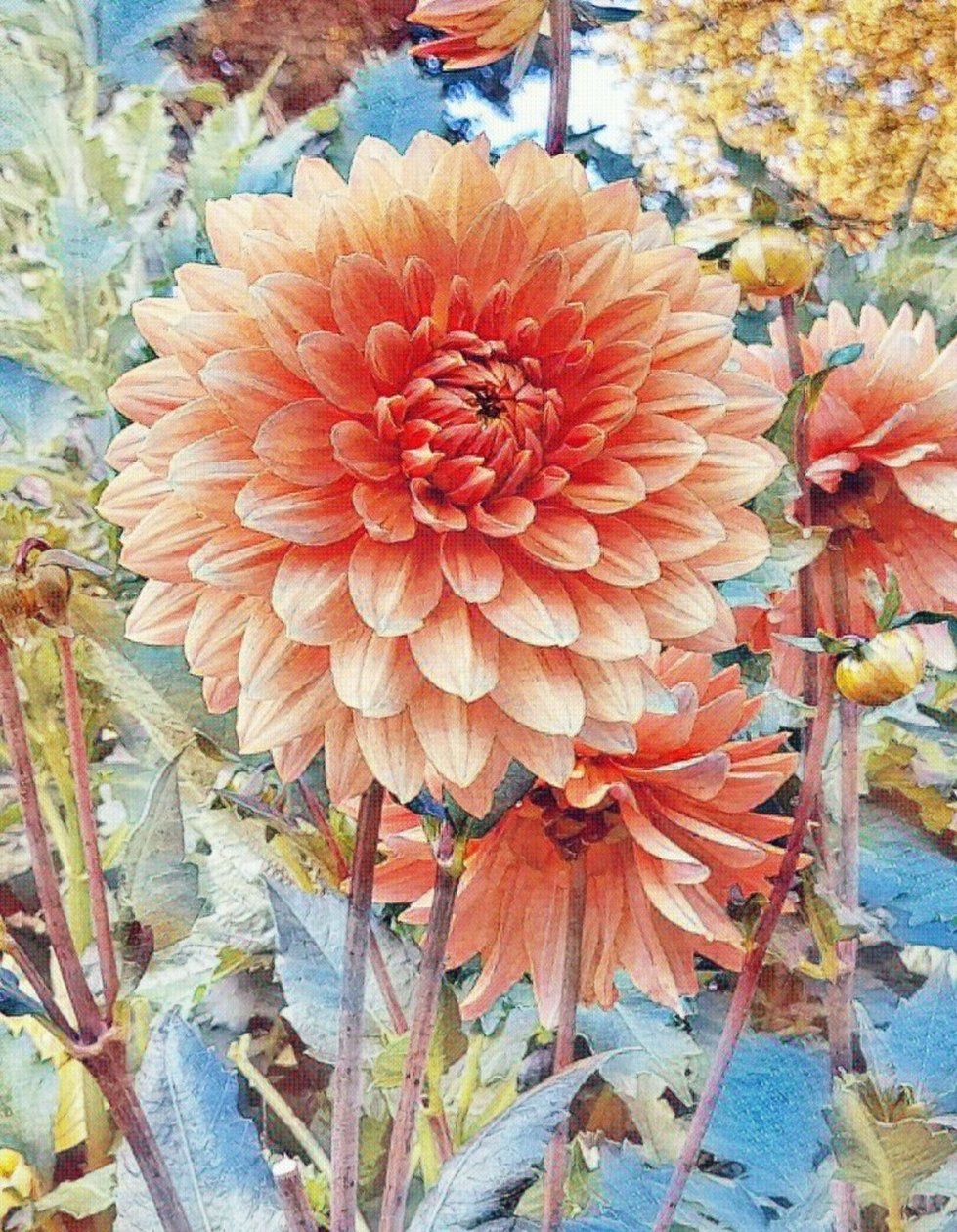 Rosa Dahlie. af Margareta Uliarte