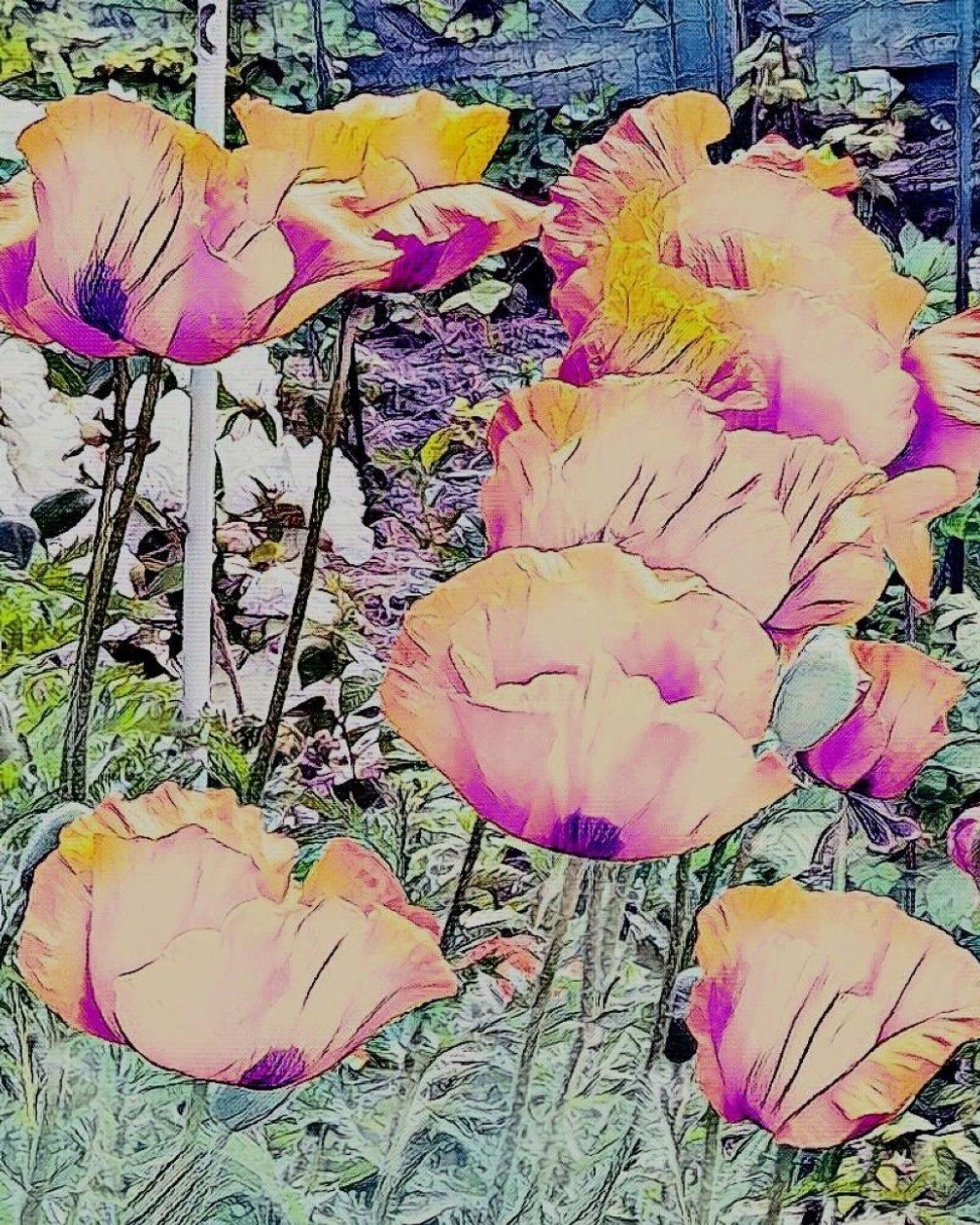Valmuer. af Margareta Uliarte
