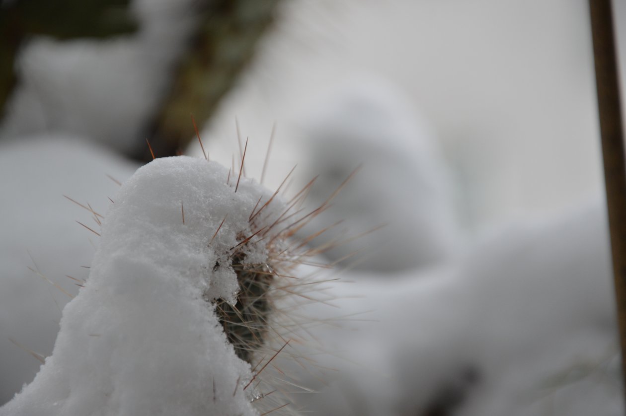 Kaktusser om vinteren af Detlef Georgi