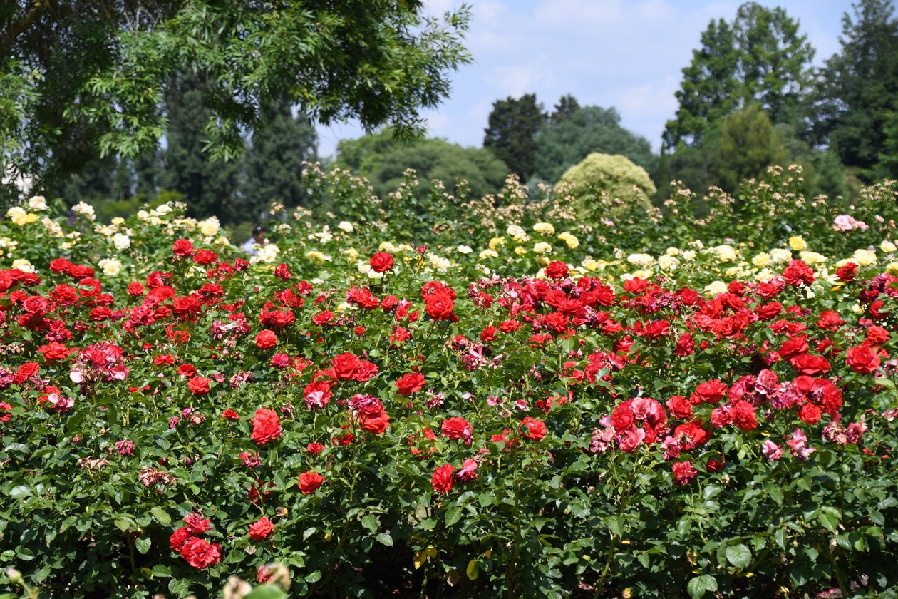Blomstermalerier i oliestil af Albert Mansour