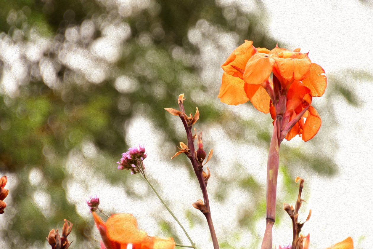  af Albert Mansour