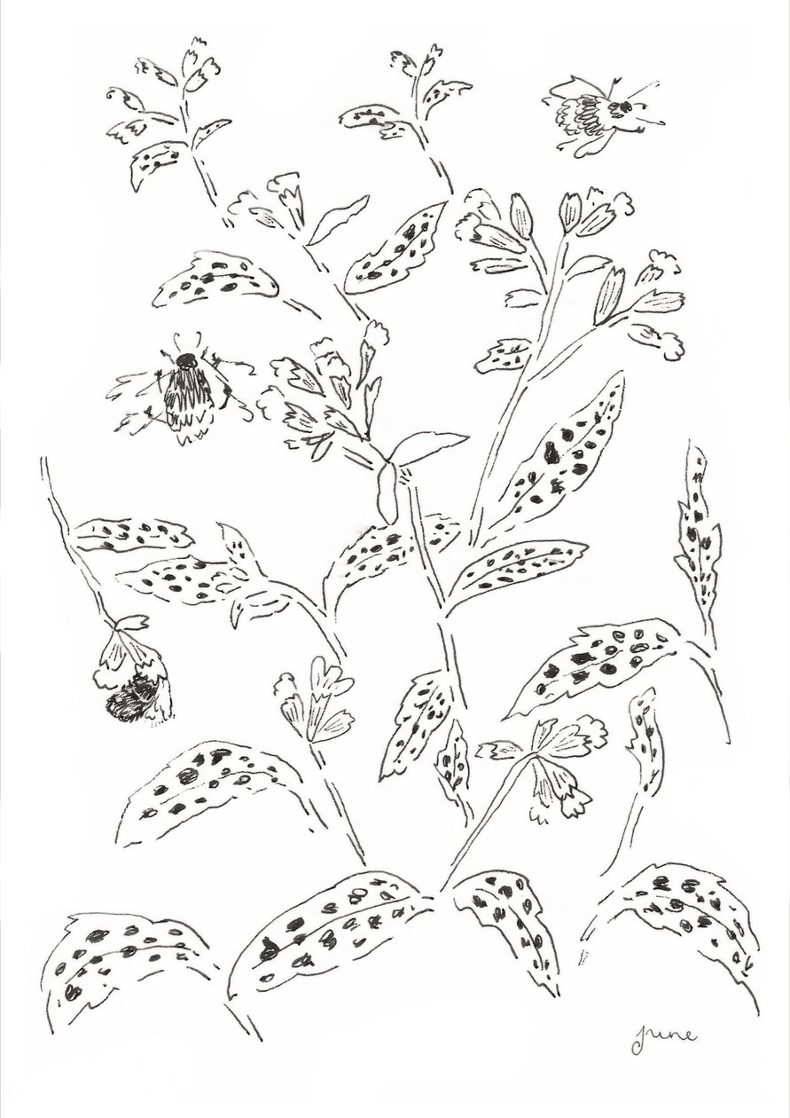 Undersøgelse af humlebier og vilde blomster af june art