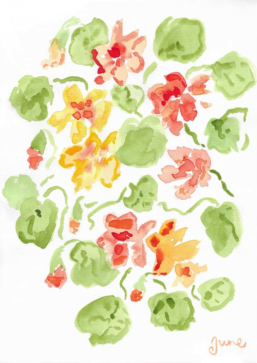 Nasturtium af june art