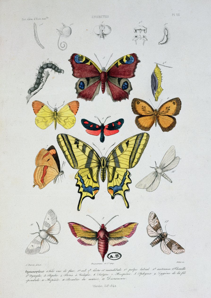 Forskellige sommerfugle, fra Dictionnaire Elementaire dHistoire Naturelle, indgraveret af Felix, 1842 af A. Baron