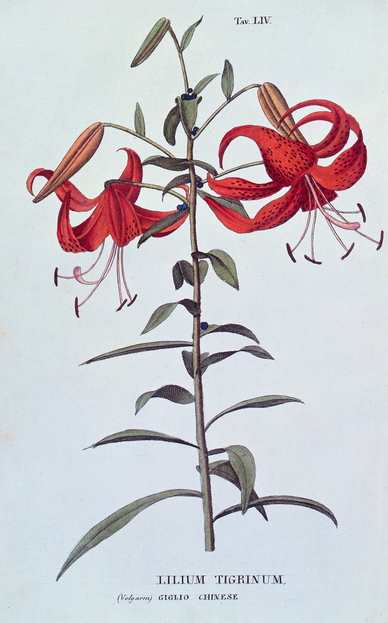 Lilium tigrinum (Tiger Lily) fra Anthrophy or the Cultivation of Flowers af A. Piccioli