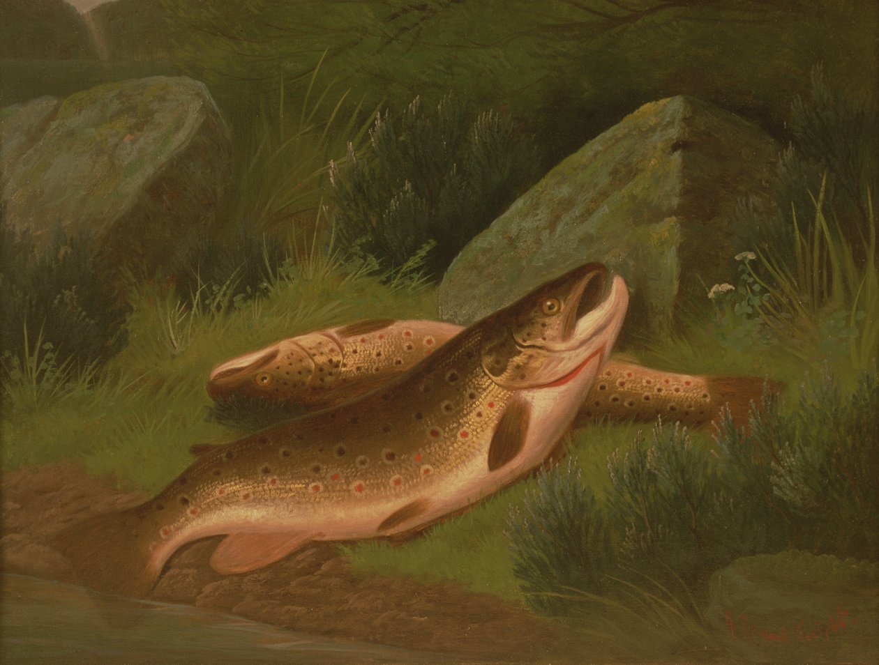 Ørred af A. Roland Knight