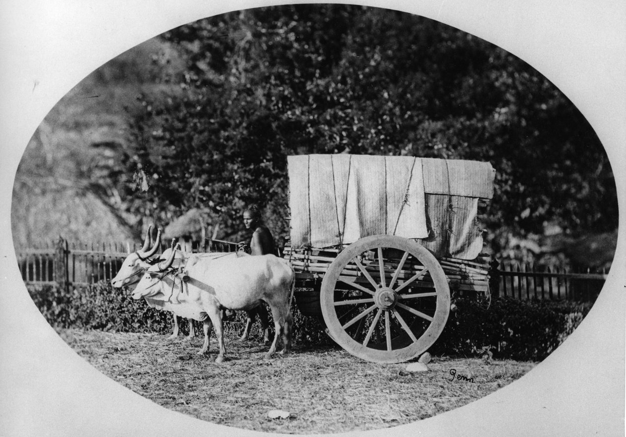 Indian Ox-Cart, ca. 1886 (bw-foto) af A. T. W. Penn