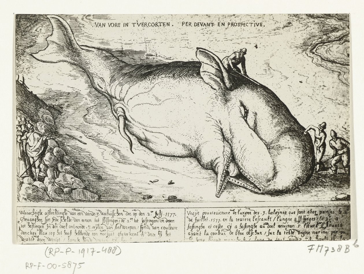 Print af den opvaskede hval nær Antwerpen, 2. juli 1577 af A.B. van Deinse
