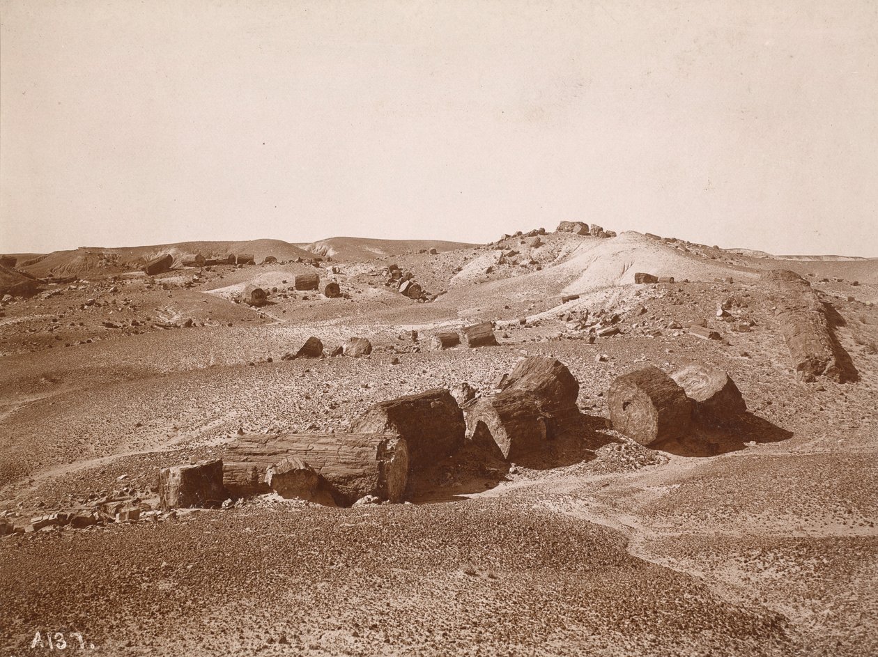 I den forstenede skov (General View, Middle Park) af A.C. Vroman