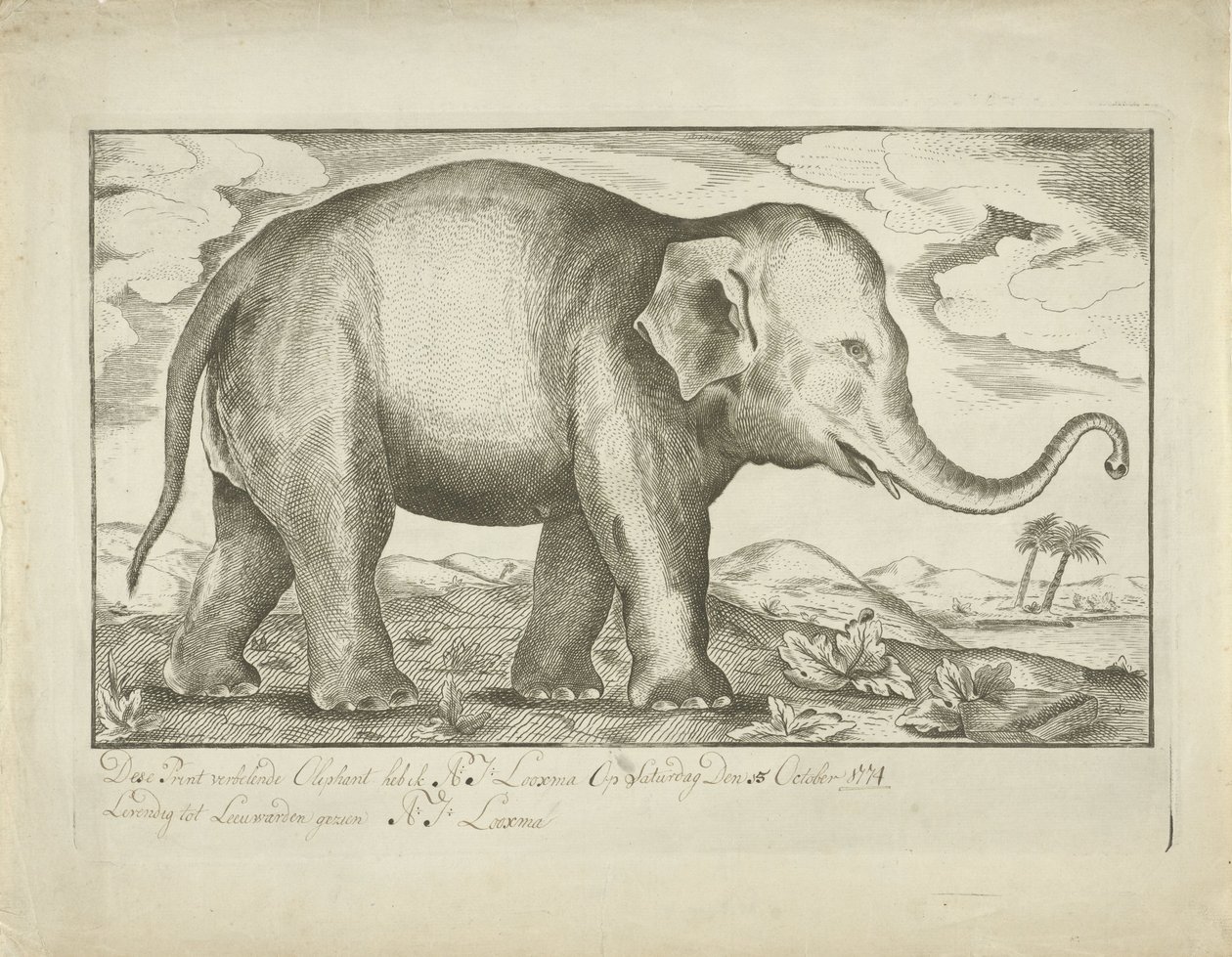 Elefant af A.J. Looxma