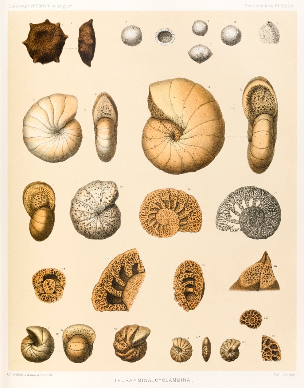 Thurammina-Cyclammina (Foraminifera PL. XXXVII)? fra ?The Voyage of HMS ?Challenger?1873-76? udgivet i 1884 af A.T. Hollick