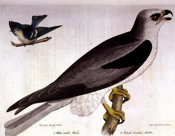 White-tailed Hawk og hun af Caerulean Warbler, graveret af Alexander Lanson (farvestik) af A. (after) Rider