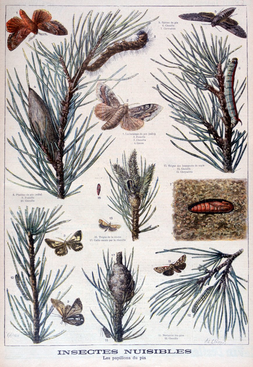 Skadelige insekter: sommerfugle og møl, der beskadiger fyrretræer, 1897 af A Clement