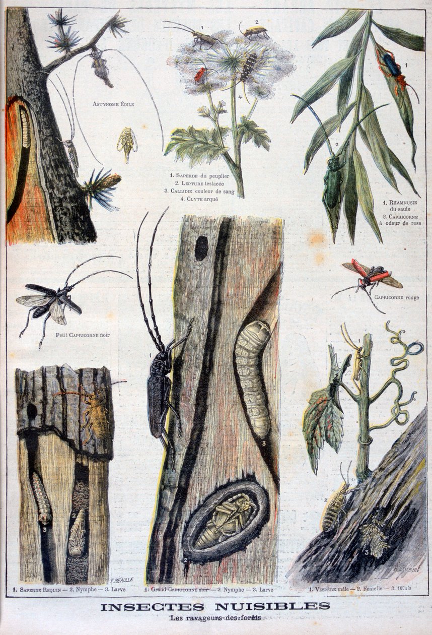 Skadelige insekter, der er ødelæggende for skove, 1897 af A Clement