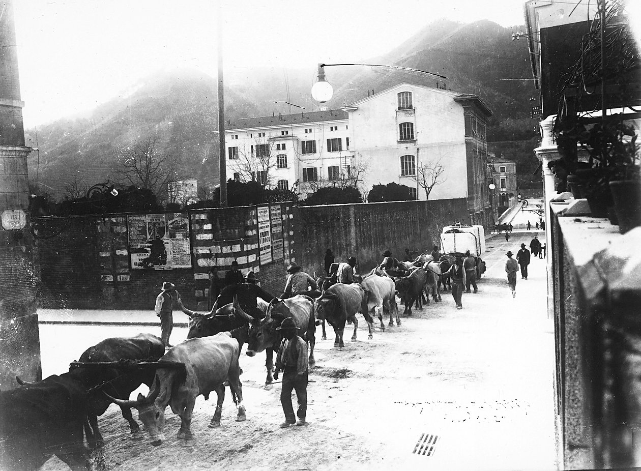 Nogle okser, der bruges til transport af marmor fra stenbruddene i Apuan, er lavet til at gå langs en vej i Carrara (s/h-billede) af A. Corsini