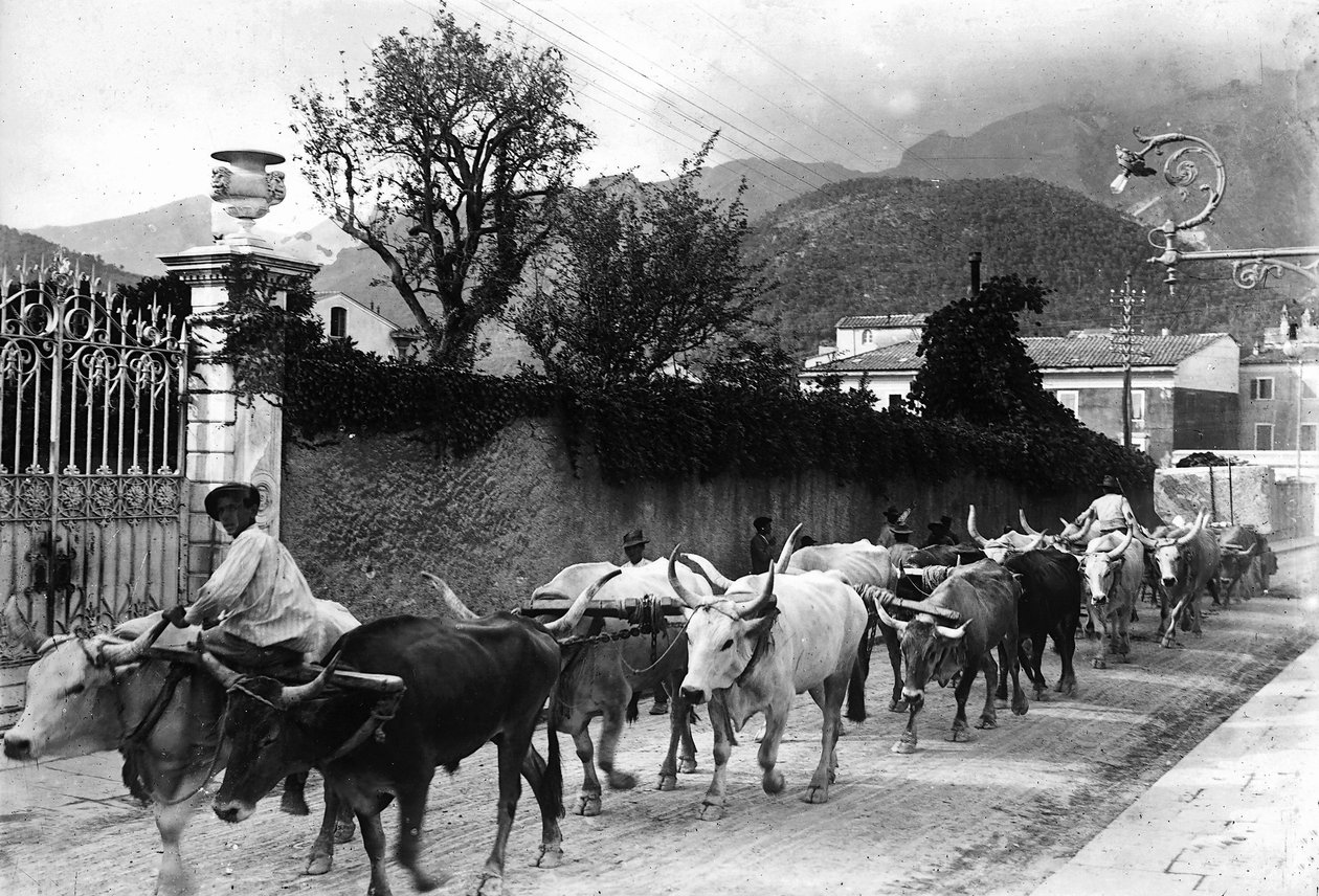 Nogle okser, der bruges til transport af marmor fra stenbruddene i Apuan, er lavet til at gå langs en vej i Carrara (s/h foto) af A. Corsini