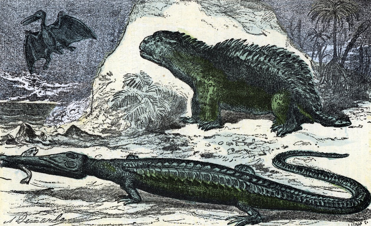 Forhistorie: repræsentation af en teleosaur (forlængende næseparti) og en hyleosaur fra juratiden" (Forhistorie, jura: teleosaurus og hylæosaurus) Indgravering fra "" Natur og menneske"" af Rengade 1881 Privat samling af A. Demarle