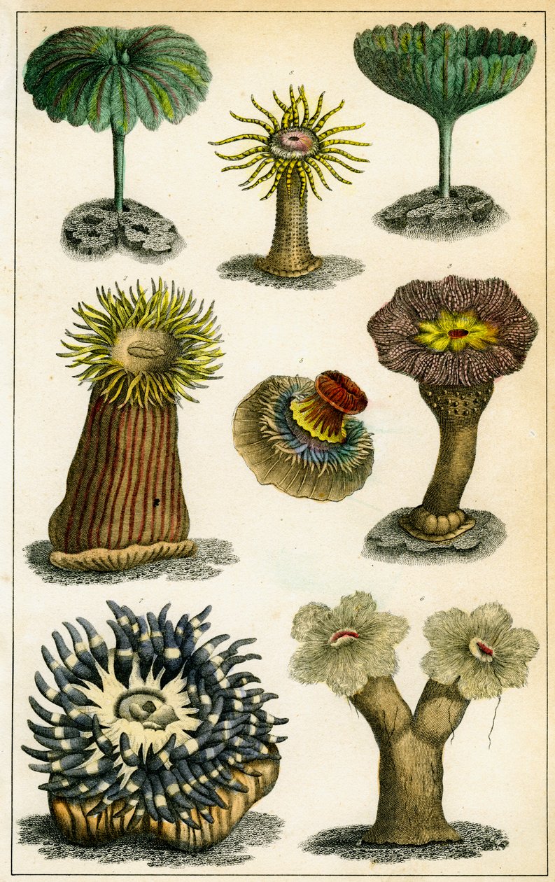 Søanemoner, c1800-tallet. af A Fullarton and Co