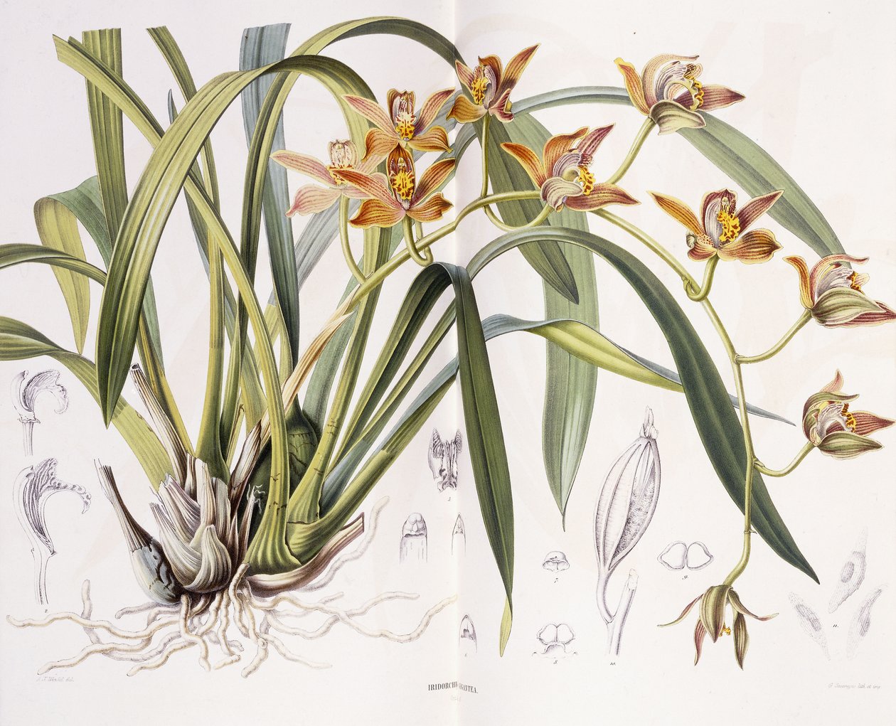 Iridorchis Gigantea, 1867 af A. J. Wendel