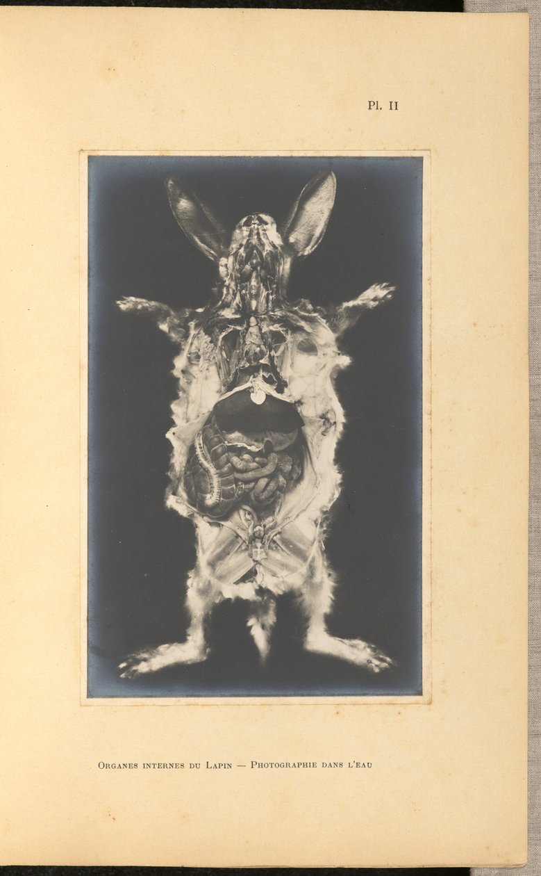 Kaninens indre organer - Vandfotografering af A. L. Donnadieu