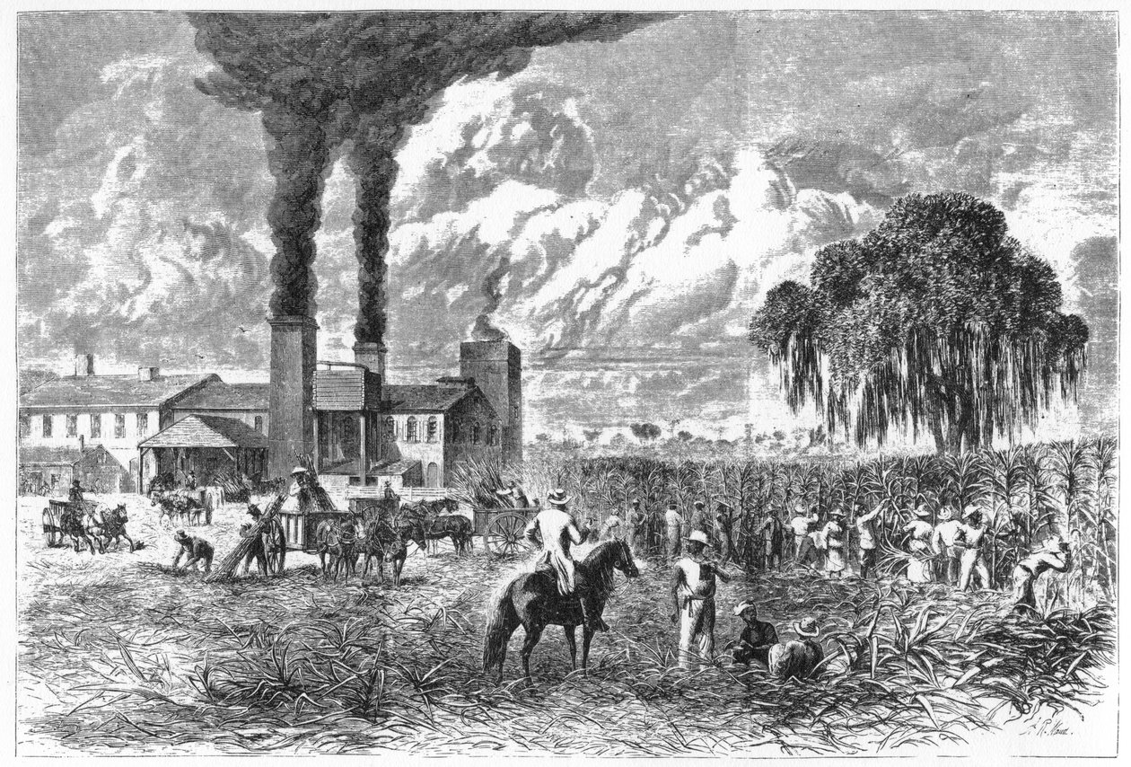 Sukkerplantage, New Orleans, 1870. af A. R. Ward