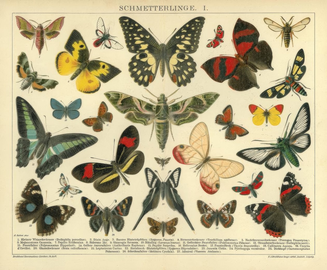 Sommerfugle. I. af A. Reichert