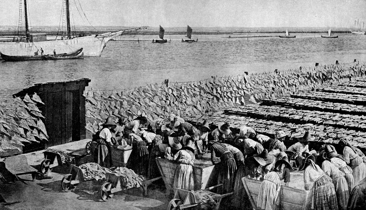 Mængder af torsk, der tørrer i solen ved Aveiro ved mundingen af Vouga, Portugal, c1930
