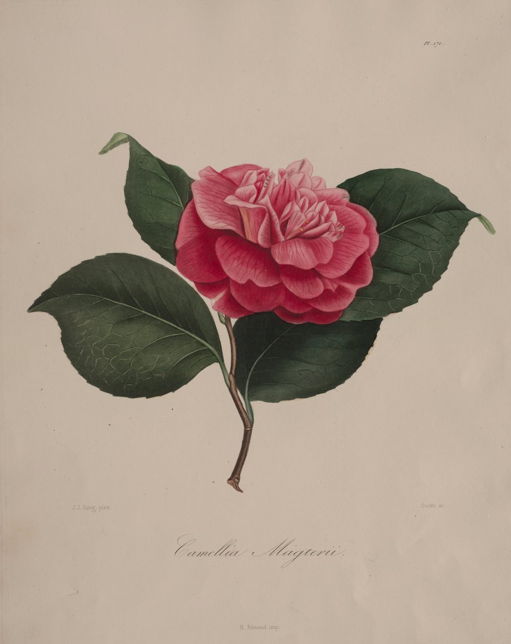 Ikonografi af slægten camellia: nr. 171, 1839-1843. af Abbé Laurent Berlèse