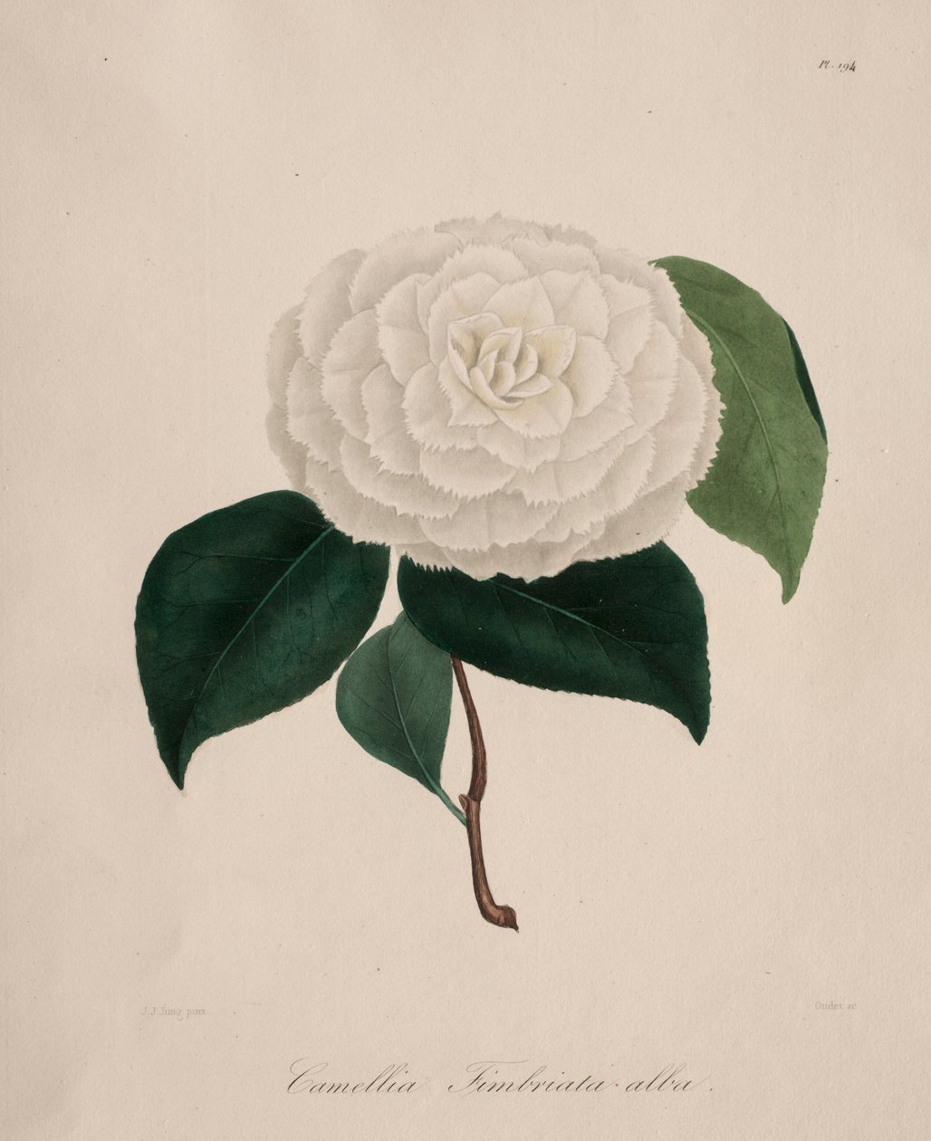 Ikonografi af kameliaslægten: nr. 194, 1839-1843. af Abbé Laurent Berlèse