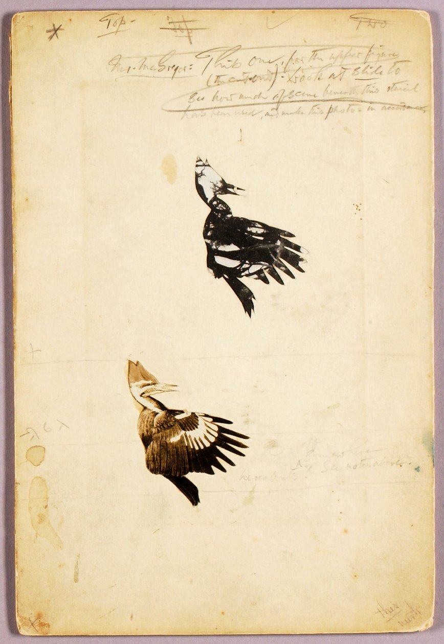 2 Rush-stencils, studiemappe til bogen Concealing Coloration in the Animal Kingdom af Abbott Handerson Thayer